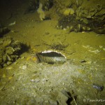 Krebshöhle, Tauchen im Stienitzsee, Tauchen in Brandenburg