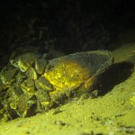 Gemeine Teichmuschel, Tauchen im Stienitzsee, Tauchen in Brandenburg