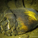 Gemeine Teichmuschel, Teichmuschel (Anodonta), , Tauchen im Stienitzsee, Tauchen in Brandenburg