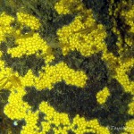 Süßwasserschwamm Brutknospen mit Polypen, Tauchen im Stienitzsee, Tauchen in Brandenburg