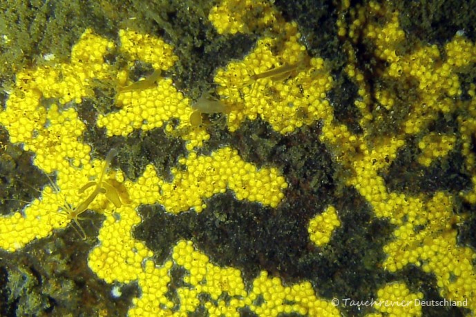 2015_01_02_Stienitzsee_123