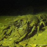 Amerikanischer Flußkrebs (Kamberkrebs), Tauchen im Stienitzsee, Tauchen in Brandenburg