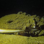 Gemeine Teichmuschel, Teichmuschel (Anodonta), , Tauchen im Stienitzsee, Tauchen in Brandenburg