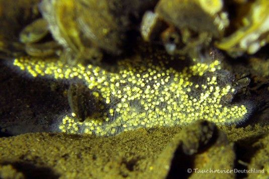 2015_01_02_Stienitzsee_126