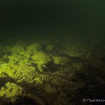 Stienitzsee Seegrund, Tauchen im Stienitzsee, Tauchen in Brandenburg