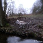 Jungschwan am Einstieg Dornbusch, Werbellinsee