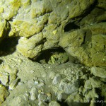 Krebs in Höhle der Mergelwand