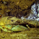 Amerikanischer Flußkrebs, Tauchen im Helenesee, Tauchen in Brandenburg