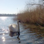 Kalksee (Brandenburg) Höckerschwan