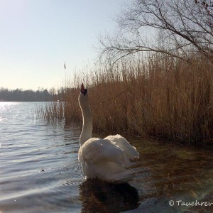 Kalksee (Brandenburg)
Höckerschwan