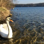 Kalksee (Brandenburg) Höckerschwan