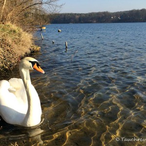 Kalksee (Brandenburg)
Höckerschwan