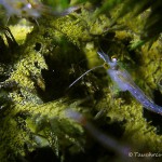 Süßwassergarnelen, Schwebegarnele, Schwebgarnele, Glasgarnele (Mysida), Tauchen im Kalksee, Tauchen in Brandenburg