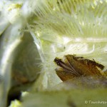 Kleine Muschel im Fischkadaver