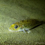 Kaulbarsch (Gymnocephalus cernua), Tauchen in Deutschland, Tauchrevier Deutschland