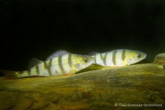 2015_03_19_Werbellinsee_105