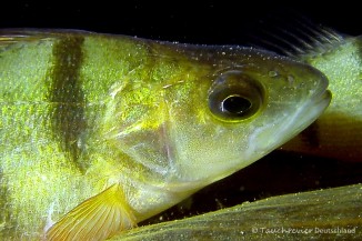 2015_03_19_Werbellinsee_106