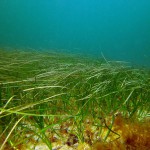 Ostsee, Seegraswiese, Tauchen in der Ostsee, Tauchen in Mecklenburg-Vorpommern