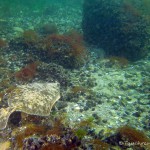 Ostsee, Flunder, Tauchen in der Ostsee, Tauchen in Mecklenburg-Vorpommern