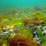 Ostsee, Bodenbeschaffenheit, Tauchen in der Ostsee, Tauchen in Mecklenburg-Vorpommern