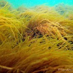 Ostsee, Unterwasserpflanz, Tauchen in der Ostsee, Tauchen in Mecklenburg-Vorpommernen