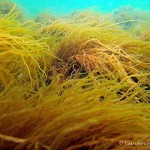 Ostsee, Unterwasserpflanz, Tauchen in der Ostsee, Tauchen in Mecklenburg-Vorpommernen