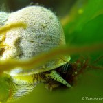 Ostsee, Schnecke, Tauchen in der Ostsee, Tauchen in Mecklenburg-Vorpommern