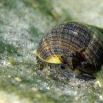 Ostsee, Schnecke, Tauchen in der Ostsee, Tauchen in Mecklenburg-Vorpommern