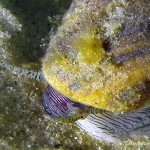 Ostsee, Schnecke, Tauchen in der Ostsee, Tauchen in Mecklenburg-Vorpommern