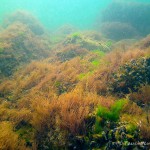 Ostsee, Untwerwasserpflanzen, Tauchen in der Ostsee, Tauchen in Mecklenburg-Vorpommern