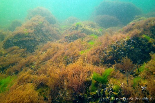 2015_03_24_OstseeNienhagen_(122)