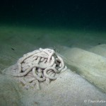 Ostsee, Hinterlassenschaften , Tauchen in der Ostsee, Tauchen in Mecklenburg-Vorpommerneines Wurms