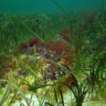 Ostsee, Untwerwasserpflanzen, Tauchen in der Ostsee, Tauchen in Mecklenburg-Vorpommern
