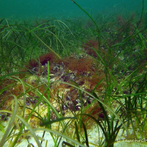 Ostsee, Untwerwasserpflanzen