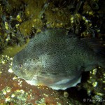 Seehasen, Weibchen, Tauchen in der Ostsee, Tauchen in Mecklenburg-Vorpommern