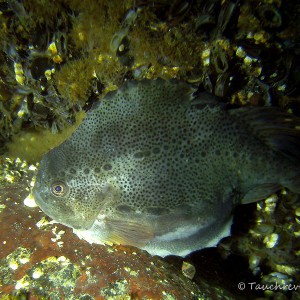 Seehasen, Weibchen