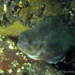 Seehasen, Weibchen, Tauchen in der Ostsee, Tauchen in Mecklenburg-Vorpommern