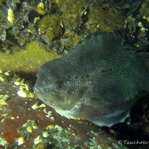 Seehasen, Weibchen