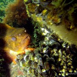 Seehasen, Männchen, Tauchen in der Ostsee, Tauchen in Mecklenburg-Vorpommern