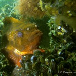 Seehasen, Männchen, Tauchen in der Ostsee, Tauchen in Mecklenburg-Vorpommern