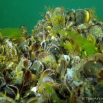 Ostsee, Muschelbank, Tauchen in der Ostsee, Tauchen in Mecklenburg-Vorpommern