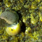 Ostsee, Schnecken, Tauchen in der Ostsee, Tauchen in Mecklenburg-Vorpommern