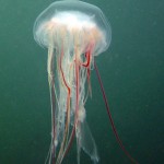 Ostsee, Feuerqualle, Tauchen in der Ostsee, Tauchen in Mecklenburg-Vorpommern