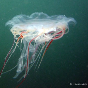 Ostsee, Feuerqualle