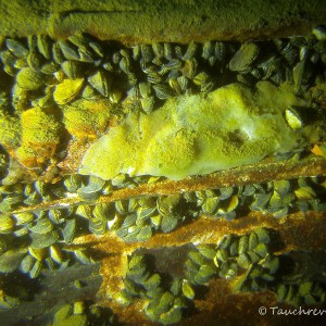 Muscheln und Schwämme an Bordwand