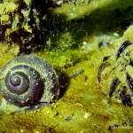 Süßwasserschnecke