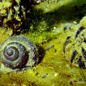 Süßwasserschnecke