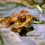 Erdkröte (Bufo bufo)