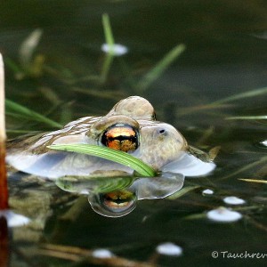 Erdkröte (Bufo bufo)