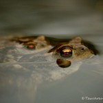 Sich paarende Erdkröten, Erdkröte (Bufo bufo)